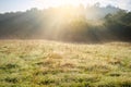 Summer Sunny Forest Trees And Green Grass. Nature Woods Royalty Free Stock Photo