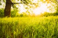 Summer Sunny Forest Trees And Green Grass. Nature Woods Sunlight Background. Instant Toned Image. Focus On Grass. Royalty Free Stock Photo