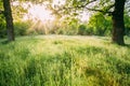 Summer Sunny Forest Trees And Green Grass. Nature Woods In Sunlight Royalty Free Stock Photo