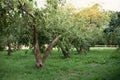 Summer sunny garden with rows of apple trees. Green trees and Beautiful meadow in park. Beautiful Countryside spring landscape. Ha Royalty Free Stock Photo