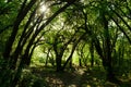 Summer sunny green forest. Beautiful bright sun rays in the morning wood