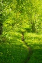 Summer sunny green forest. Footpath in a sunny summer forest. Ecology and beauty of nature and plants concept Royalty Free Stock Photo