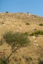 Summer sunny landscape with tree in Telascica National Park, Croatia Royalty Free Stock Photo