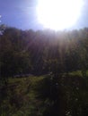 Summer sunny morning. Blue sky. Sun. Green forest also fence and road. Green apples trees and path. Many green grass, branches.