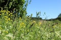 Summer sunny morning in the countryside with forest, field and tall grass