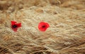 Sunny natural background with field with ears harvest of Golden wheat and red flowers poppies Royalty Free Stock Photo