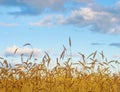 Summer Sunny Scenery: Gold Wheat Field with Blue Sky as Nature B Royalty Free Stock Photo