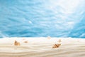 Summer sunny tropical beach with white sand, sun glares in water, seashells, sea view, nobody. Empty landscape for presentation. Royalty Free Stock Photo