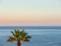 Summer sunrise at Mediterranean sea. A palm, essentiality and simplicity Royalty Free Stock Photo