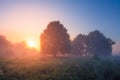 Summer sunrise on misty meadow with trees Royalty Free Stock Photo