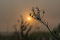 Summer sunrise in Moscow region