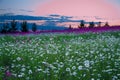 Summer sunrise over a blossoming meadow Royalty Free Stock Photo