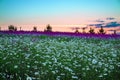 Summer sunrise over a blossoming meadow Royalty Free Stock Photo