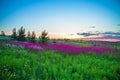 Summer sunrise over a blossoming meadow