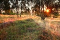 Summer sunrise over meadow with heather flower