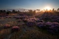 Summer sunrise over pink heather flowers