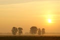 Summer sunrise with trees on a field Royalty Free Stock Photo