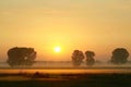 Summer sunrise with trees in the fog Royalty Free Stock Photo