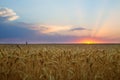 Summer sunrise, wheat field
