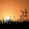 Summer Sunset Background with Grass and Flowers Royalty Free Stock Photo