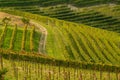 Lonely little country road amidst vineyards in the wine region langhe