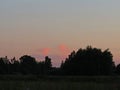 Pink clouds in the evening sky between trees Royalty Free Stock Photo