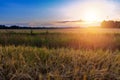 Summer sunset in a field with ears of wheat and beautiful sky Royalty Free Stock Photo