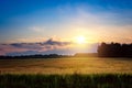 Summer sunset in a field with ears of wheat and beautiful sky Royalty Free Stock Photo