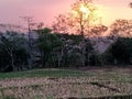 Sunset Yellow Field Green Bushes Jungle Forest in Countryside Rural Area Village Trees Landscape Scenery Background Harvest Season