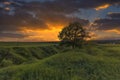 Summer sunset on a field with lonely tree Royalty Free Stock Photo