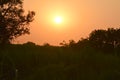 Summer sunset in a field in the sky of black Royalty Free Stock Photo