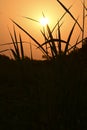 Summer sunset in a field in the sky of black Royalty Free Stock Photo