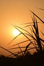 Summer sunset in a field in the sky of black Royalty Free Stock Photo