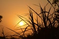 Summer sunset in a field in the sky of black Royalty Free Stock Photo