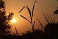 Summer sunset in a field in the sky of black Royalty Free Stock Photo