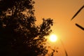 Summer sunset in a field in the sky of black Royalty Free Stock Photo