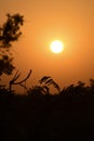 Summer sunset in a field in the sky of black Royalty Free Stock Photo