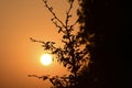 Summer sunset in a field in the sky of black Royalty Free Stock Photo