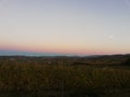 Summer Sunset With Full Moon And Vineyards