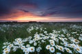 Summer sunset over chamomile field Royalty Free Stock Photo