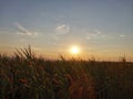 Summer sunset over a corn field Royalty Free Stock Photo