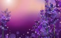 Summer Sunset over a violet lavender flower. Fragrant, blooming violet lavender for perfumery, health products, wedding