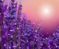 Summer Sunset over a violet lavender flower. Fragrant, blooming violet lavender for perfumery, health products, wedding