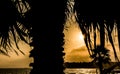 Summer sunset with palm tree Royalty Free Stock Photo