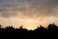 Summer sunset pine tree silhouette