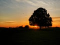 Summer sunset with single tree