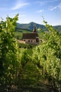 Church and vineyards of Saint-Jacques-le-Major in Hunawihr, Alsace France Royalty Free Stock Photo