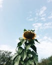 Summer sunshine sunflower flowers sky