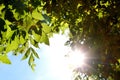 Sunshine glimmering through green leaves Royalty Free Stock Photo