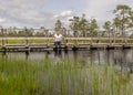 The summer swamp. a man in a white shirt sits on a wooden bridge. bog pond. bog background and vegetation Royalty Free Stock Photo